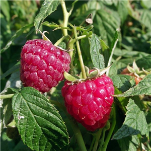 Raspberry 'Tulameen'
